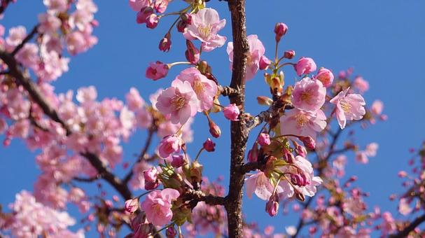 cherry blossoms, JPG cherry blossoms, JPG