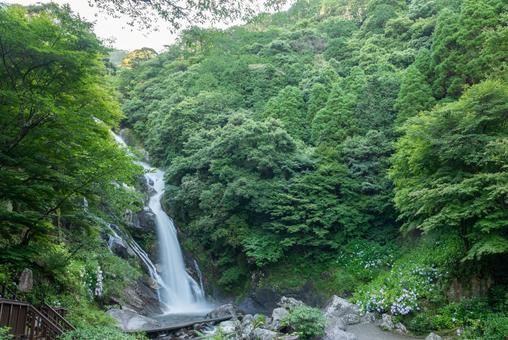 佐賀県 6月の見返りの滝 佐賀県 6月の見返りの滝 あじさい,アジサイ,6月の写真素材