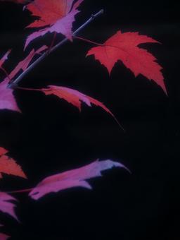 黒い背景の紅葉 黒い背景の紅葉の写真