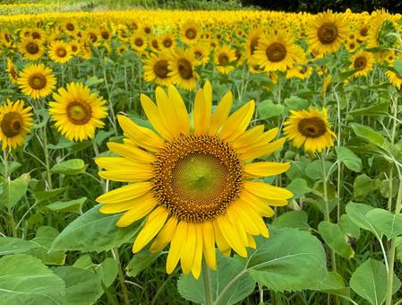 くりはま花の国 8月のひまわり畑 くりはま花の国 8月のひまわり畑 向日葵畑,ヒマワリ,花畑の写真素材