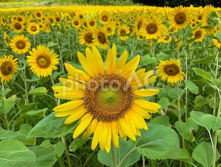 くりはま花の国　8月のひまわり畑 向日葵畑,ヒマワリ,花畑の写真素材