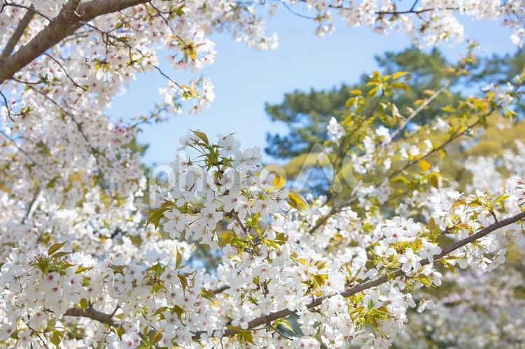 桜 さくら,サクラ,春の写真素材