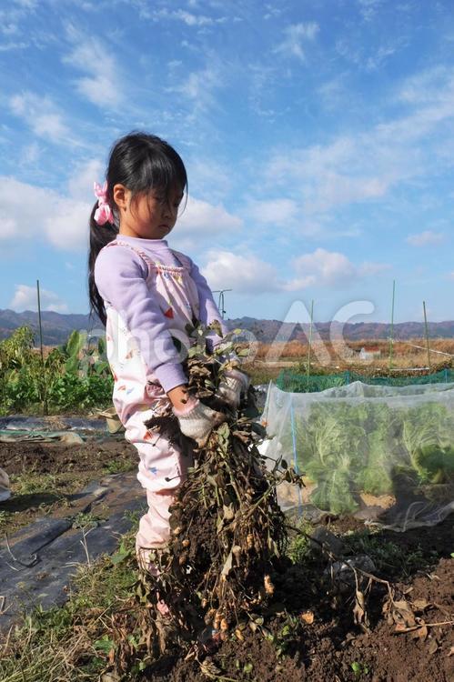 落花生の収穫をする子供08 落花生,収穫,秋の写真素材