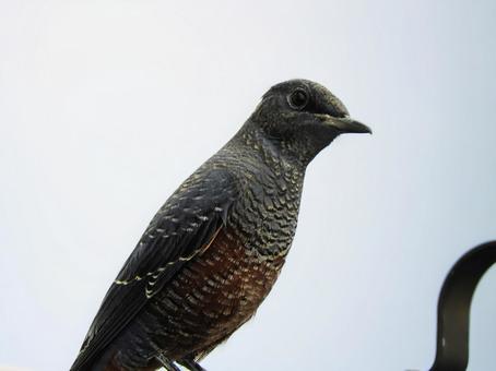 イソヒヨドリ イソヒヨドリの写真