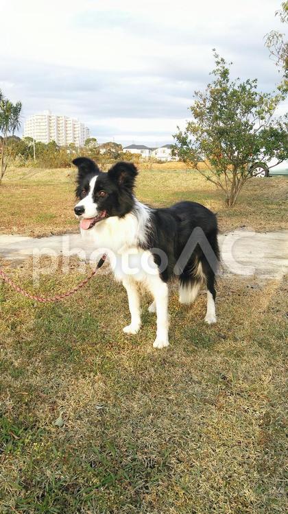 まちぼうけ 犬,ボーダーコリー,かわいいの写真素材
