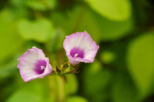 紫のホシアサガオの花が咲いています 紫のホシアサガオの花が咲いていますの写真