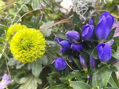 秋のガーデニング 秋,花,ガーデニングの写真素材