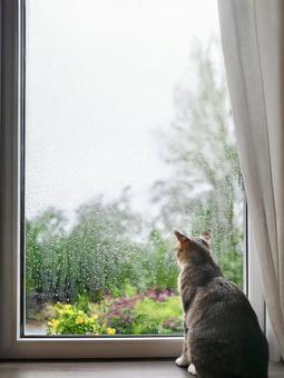お散歩できない猫_AS000009 お散歩できない猫_AS000009の写真