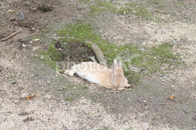 まったり中のうさぎ うさぎ,ウサギ,動物の写真素材