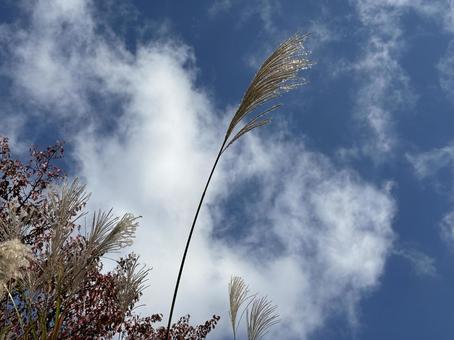 すすきの穂 すすき,穂,晴天の写真素材
