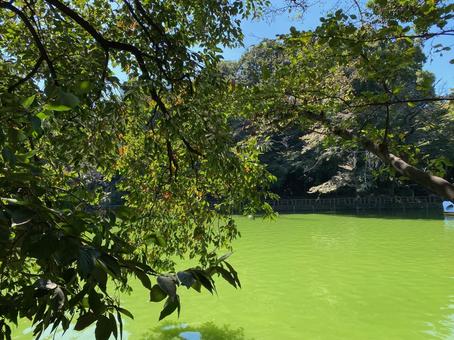 井の頭公園の秋 井の頭公園の秋の写真