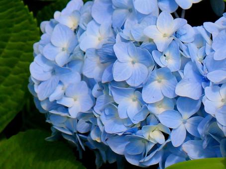 日本の花 日本の花 アジサイ,紫陽花,ガクアジサイの写真素材