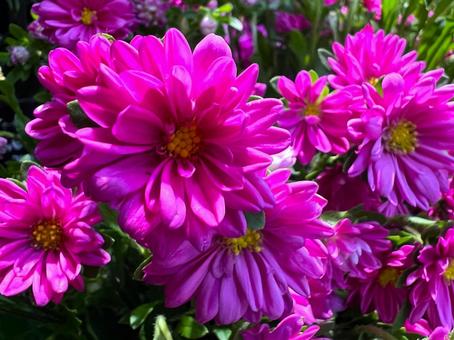アスター アスター アスター,秋,花の写真素材