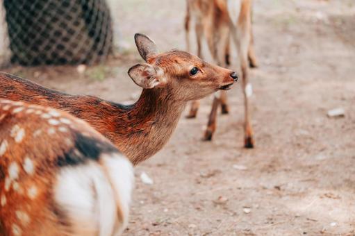 あれは何ですか あれは何ですか 鹿,動物,保護の写真素材