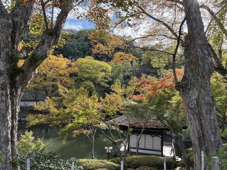 初紅葉 西の丸庭園,紅葉渓庭園,鳶魚閣の写真素材