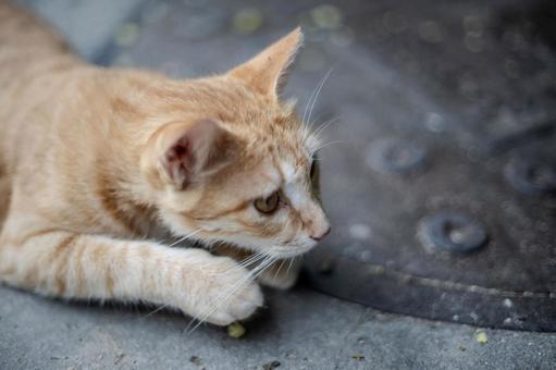 道に寝そべる猫 道に寝そべる猫の写真