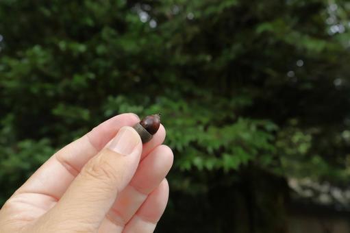 どんぐり拾い イメージ2 秋 どんぐり拾い イメージ2 秋 どんぐり拾い,どんぐり集め,どんぐりの写真素材