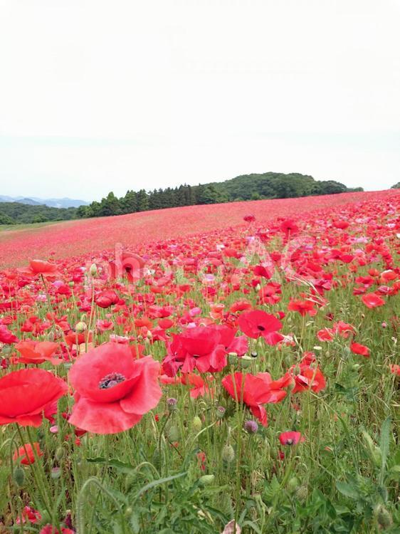 ポピー畑 ポピー,花畑,秩父高原牧場の写真素材