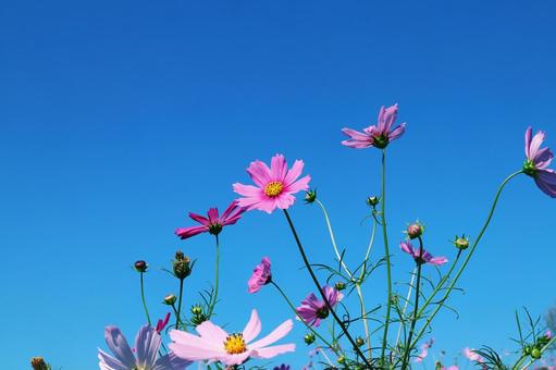 青空とコスモス 青空,コスモス,コスモス畑の写真素材