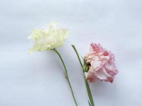 しおれゆくピンクと白の薔薇2本－中央 老い,寄り添う,癒しの写真素材