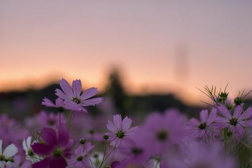 朝焼けのコスモス畑 朝焼けのコスモス畑 秋桜,朝焼け,日の出前の写真素材
