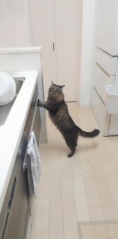 おやつを探して徘徊する猫 猫,ねこ,うろうろの写真素材