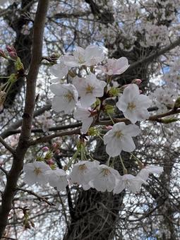 sakura004 sakura004 さくら,サクラ,春の写真素材