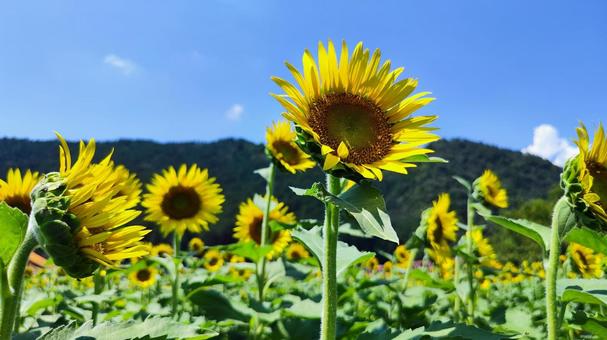 夏を抱きしめる花畑 夏を抱きしめる花畑の写真