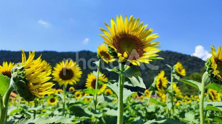 夏を抱きしめる花畑 ひまわり,洲原ひまわりの里,黄金色の花畑の写真素材