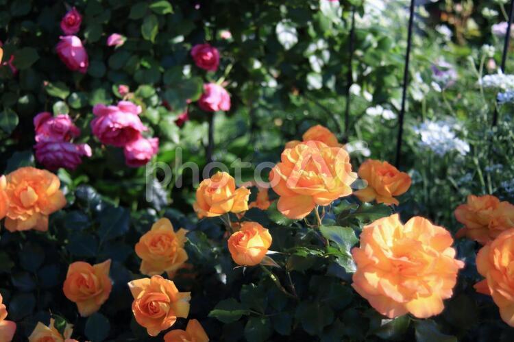 恋人に捧げる薔薇園にて 赤い薔薇,オレンジの薔薇,薔薇園の写真素材