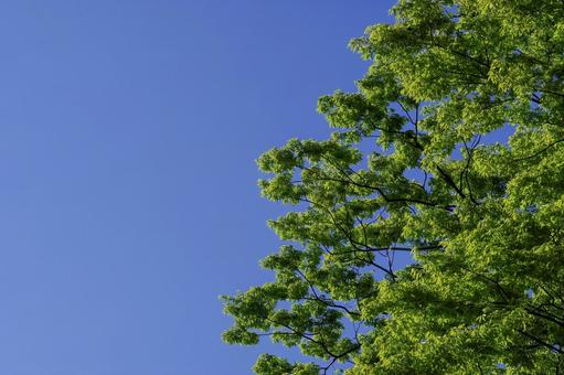 青空と樹木 青空と樹木 新緑,樹木,木漏れ日の写真素材