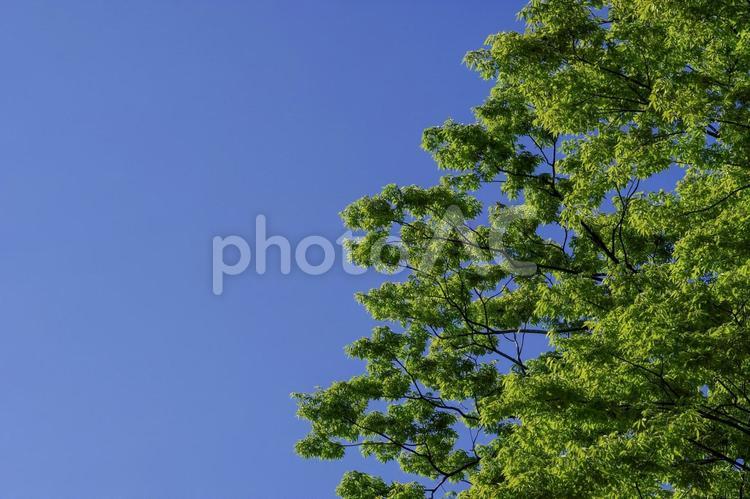 青空と樹木 新緑,樹木,木漏れ日の写真素材
