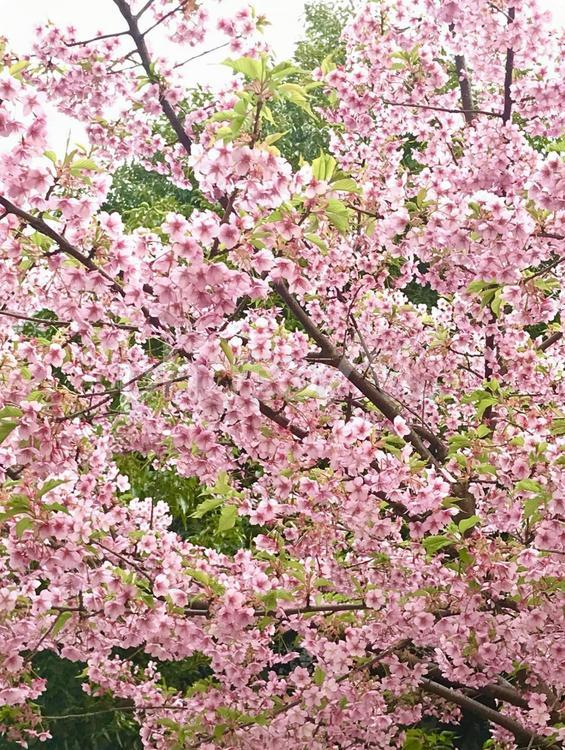 桜の木 桜,満開,桜の木の写真素材