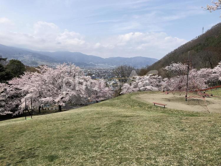 丘から町を見下ろす 風景,木,旅の写真素材
