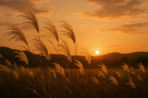 ススキが揺れる秋の夕暮れ時 ススキが揺れる秋の夕暮れ時の写真