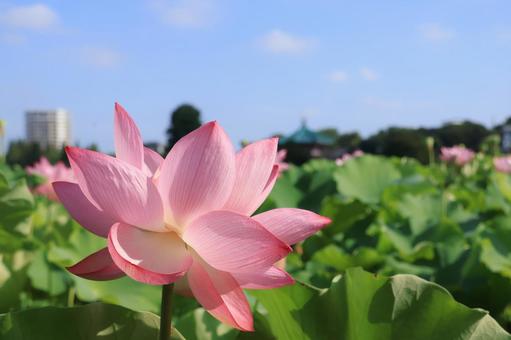 蓮の花アップ 蓮の花アップの写真