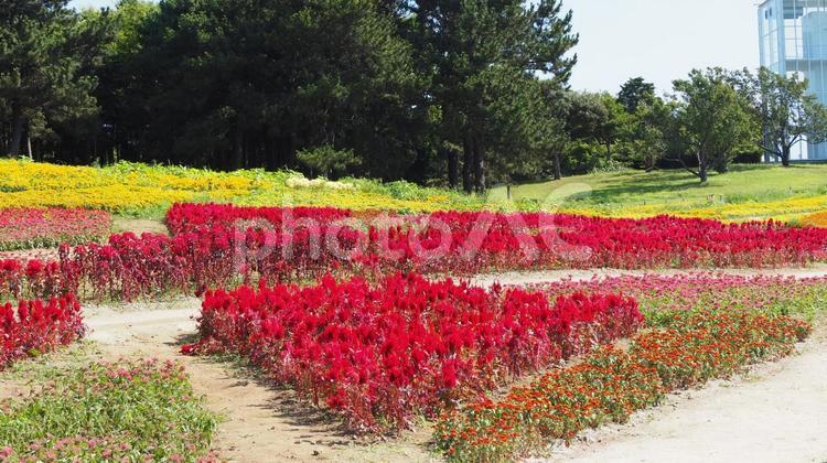 夏の葛西臨海公園・ケイトウの花・東京都 夏,ケイトウ,花の写真素材