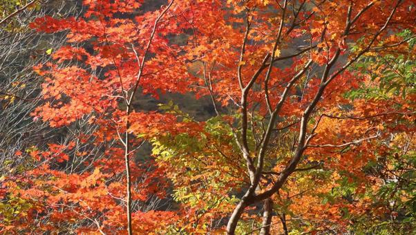 黒部峡谷に秋を訪ねて 秋,風景,自然の写真素材