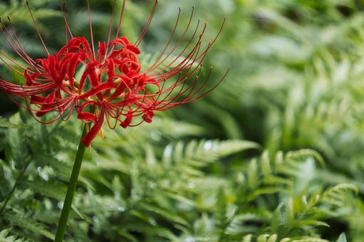 赤い彼岸花とシダの葉の美しいコントラスト 赤い彼岸花とシダの葉の美しいコントラスト 彼岸花,曼珠沙華,花の写真素材