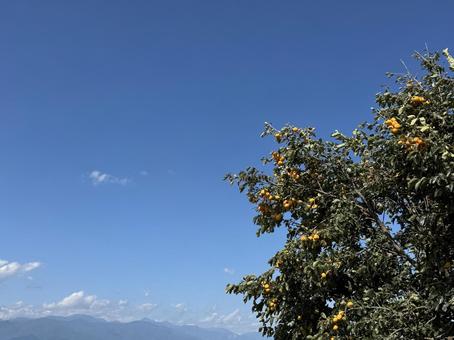 柿の木 柿の木の写真