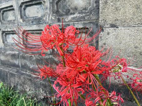 古い塀の脇の彼岸花 右寄せ 古い塀の脇の彼岸花 右寄せ 花,彼岸花,秋の写真素材