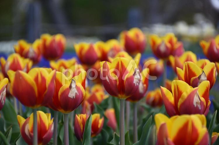 百合が原公園のお花 札幌,北海道,公園の写真素材
