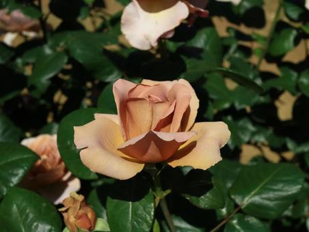 くすんだピンク色のバラ くすんだピンク色のバラの写真