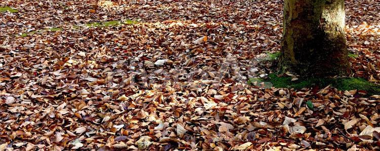 落ち葉と木の根 落ち葉,秋,紅葉の写真素材