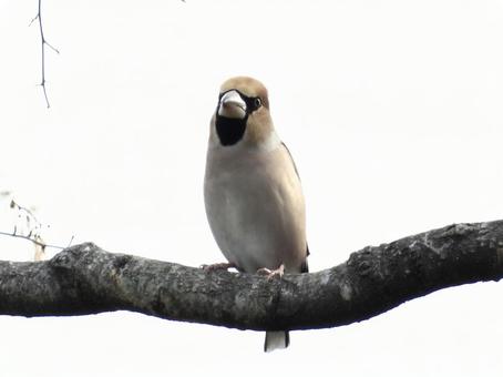 枝の上にとまるシメ 鳥,野鳥,シメの写真素材