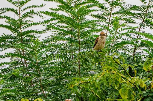 モズの若鳥⑸ モズの若鳥⑸の写真