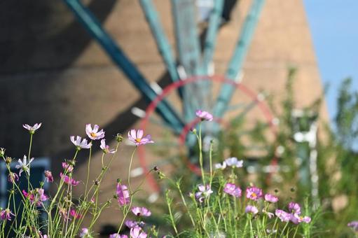 コスモスの写真