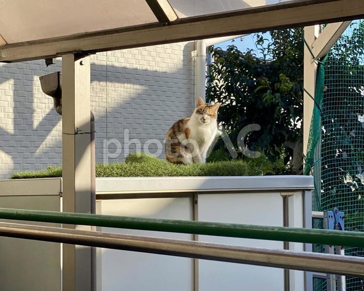 物置の上でこちらを見てくるシマミケ猫さん 猫,野良,シマミケの写真素材