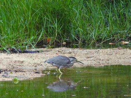 水際で餌を探すササゴイの幼鳥2 水際で餌を探すササゴイの幼鳥2の写真
