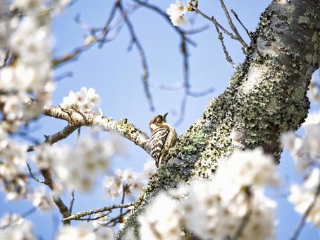 満開の桜を眺めるコゲラくん 桜,満開の桜,春爛漫の写真素材